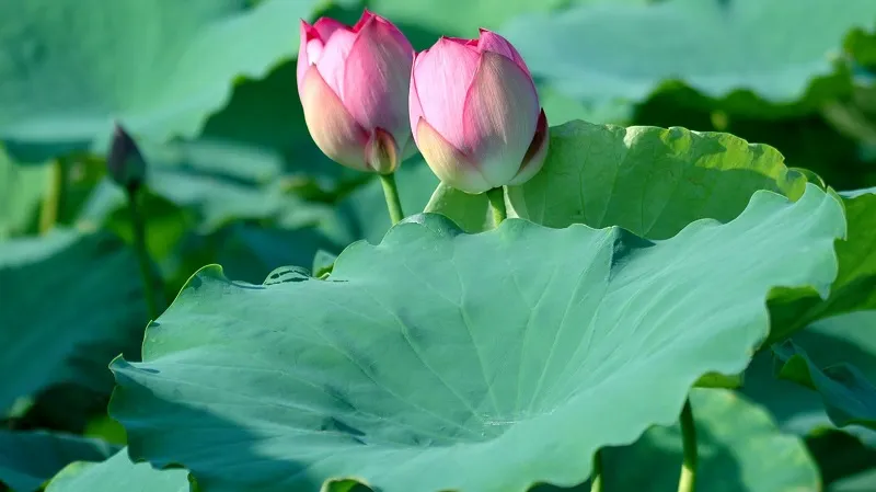 Hoàn Thiện Công Nghệ Sản Xuất Thử Nghiệm Một Số Sản Phẩm Đồ Uống Thảo Mộc Từ Lá Sen