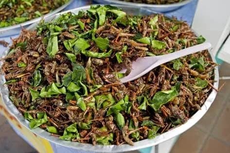 Sử Dụng Côn Trùng Làm Thực Phẩm Cho Con Người