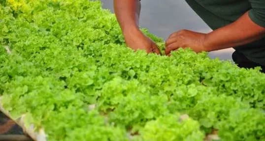 Thay Thế Việc Dùng Clo Để Khử Trùng Nước Trong Quá Trình Chế Biến Rau Quả