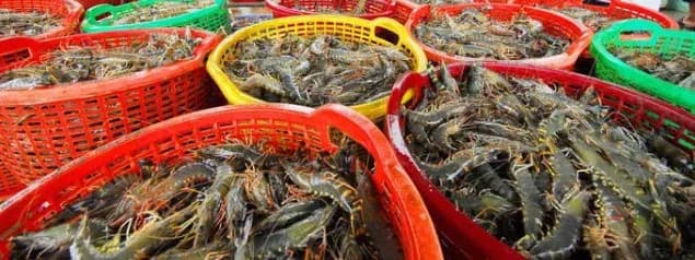 Tôm Nhiễm Sulfit- Nguyên Nhân, Các Quy Định Và Giải Pháp