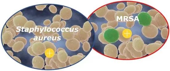 Vi Khuẩn Kháng Thuốc Kháng Sinh (Amr) Chính Thường Xuất Hiện Ở Người Và Động Vật