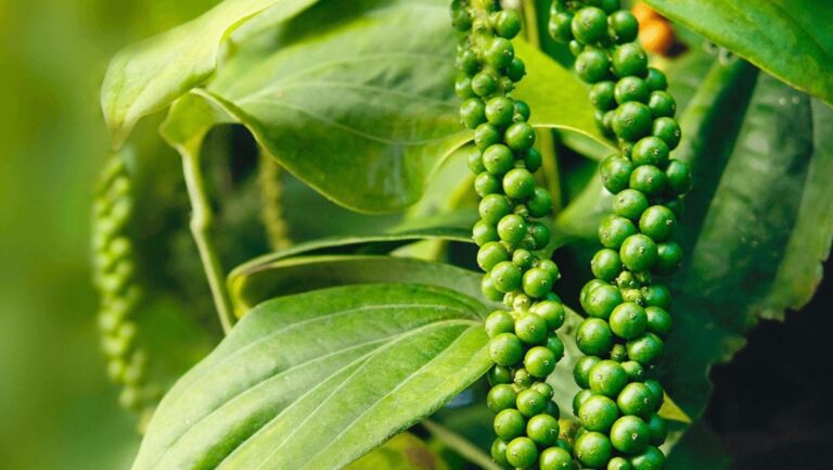 Nghiên Cứu Công Nghệ Chế Biến Tiêu Xanh Sấy Khô Và Tiêu Xanh Ngâm Muối