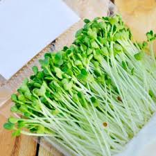 Nghiên Cứu Ứng Dụng Công Nghệ Sinh Học Xây Dựng Quy Trình Chế Biến Một Số Sản Phẩm Mới Từ Rau Mầm Họ Cải