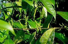 Nghiên Cứu Ứng Dụng Enzyme Trong Trích Ly Thu Hồi Chế Phẩm Giàu Resveratrol Từ Dây Gắm Gnetum Sp Làm Nguyên Liệu Nâng Cao Hiệu Quả Bài Thuốc Gia Truyền Khương Viên